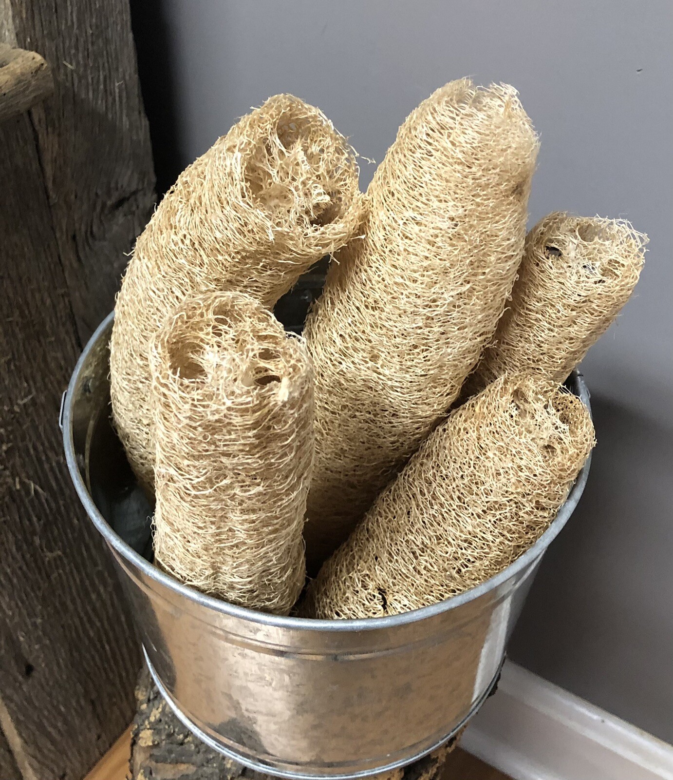 Loofah Sponge Seeds