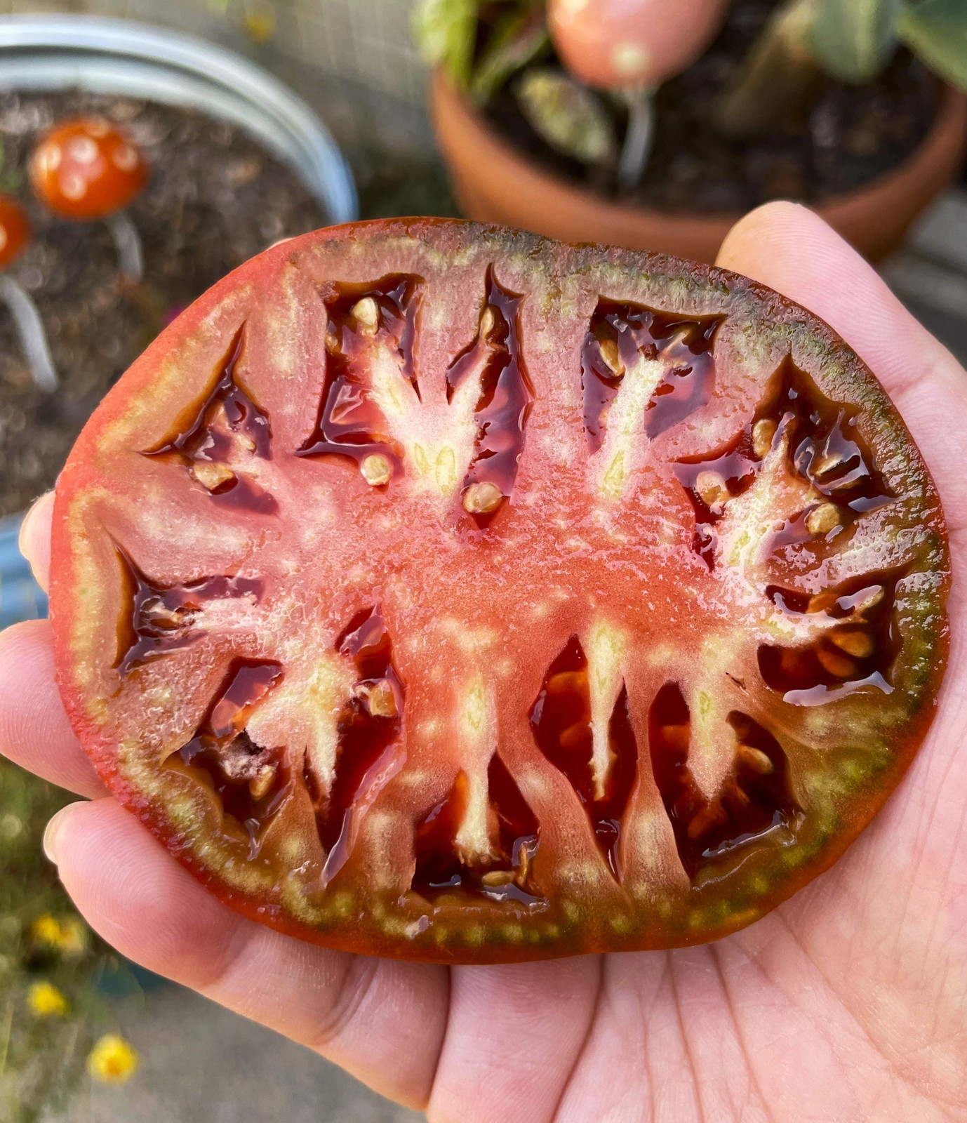 Black Krim Tomato Seeds – For 2025 Planting Purple Crimean Russian Smoky