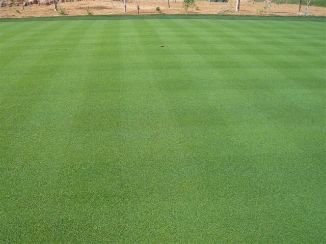 007 Creeping Bentgrass Seed 40,000 seeds