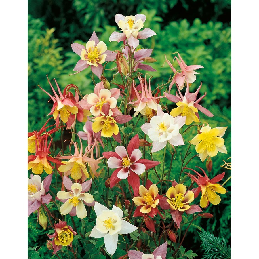 201+COLUMBINE Mix Seeds Perennial Native Wildflower Shade Garden Container Easy