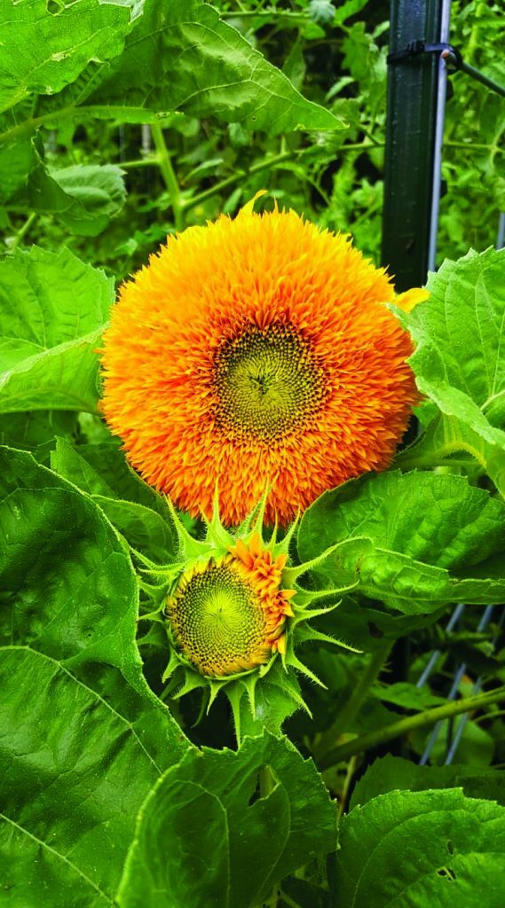 Sunflowers ALL SORTS MIX BULK 7 Varieties Beautiful Blooms Non-GMO 250 Seeds