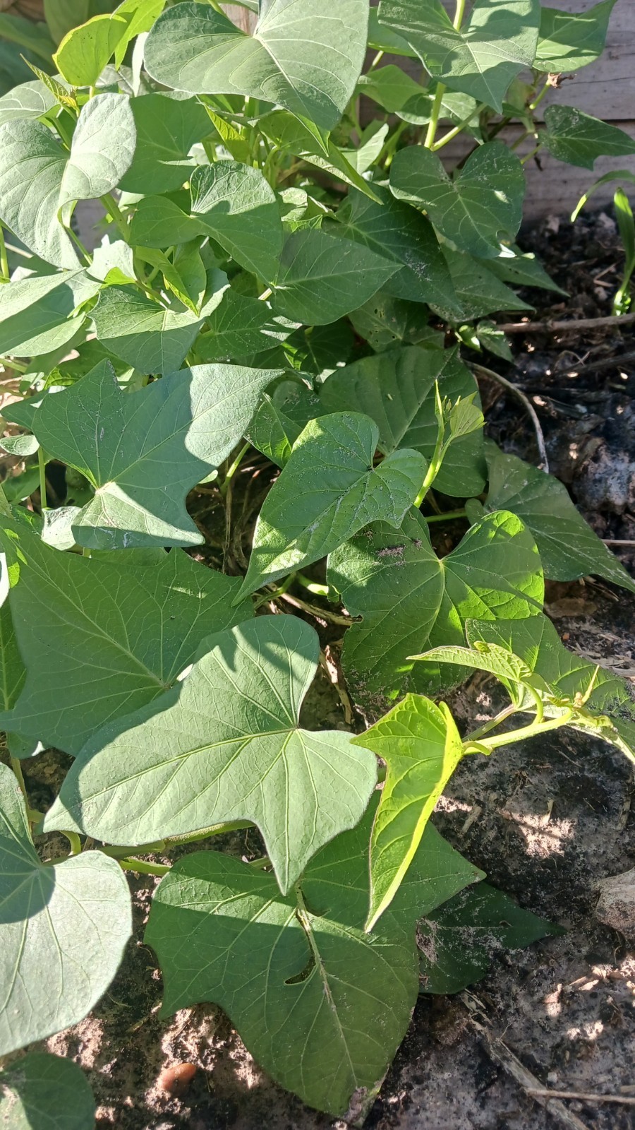 2 dozen Of Slips Organic Purple Sweet Potato With Roots Ready To Plant
