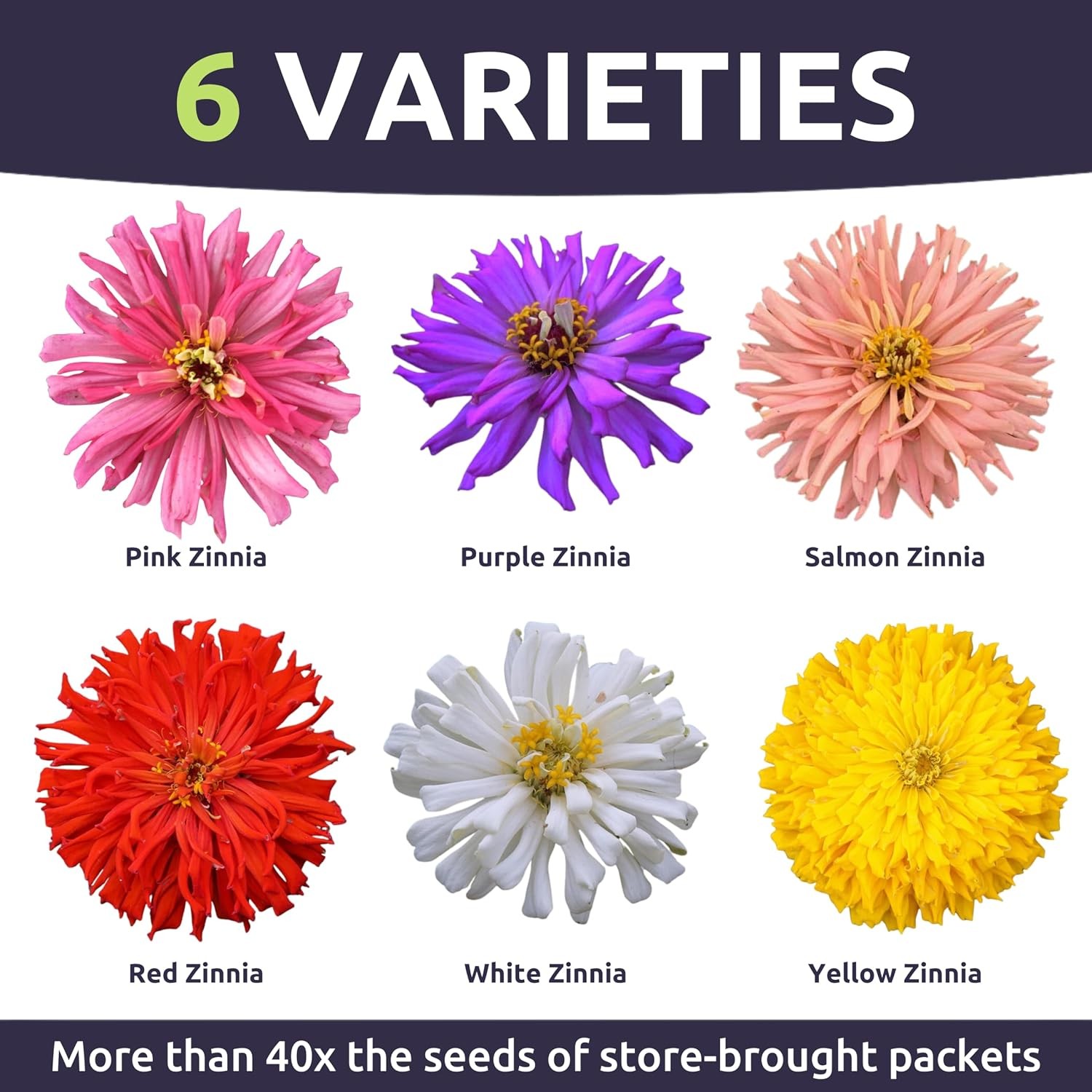 Zinnia Super Cactus Mix – Bulk 1/4 Pound Pouch – 15000 Flower Seeds for Planting
