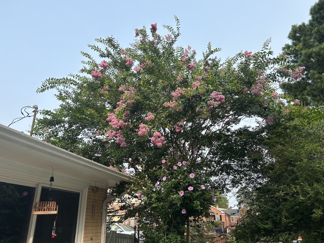25pc CRAPE/CREPE MYRTLE SEEDS Garden Plant Flower Bloom USA seller FREE shipping