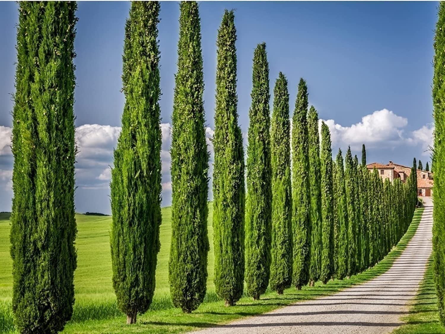 Italian Cypress | 3 Gallon | Cupressus sempervirens | Low Maintenance | Hardy