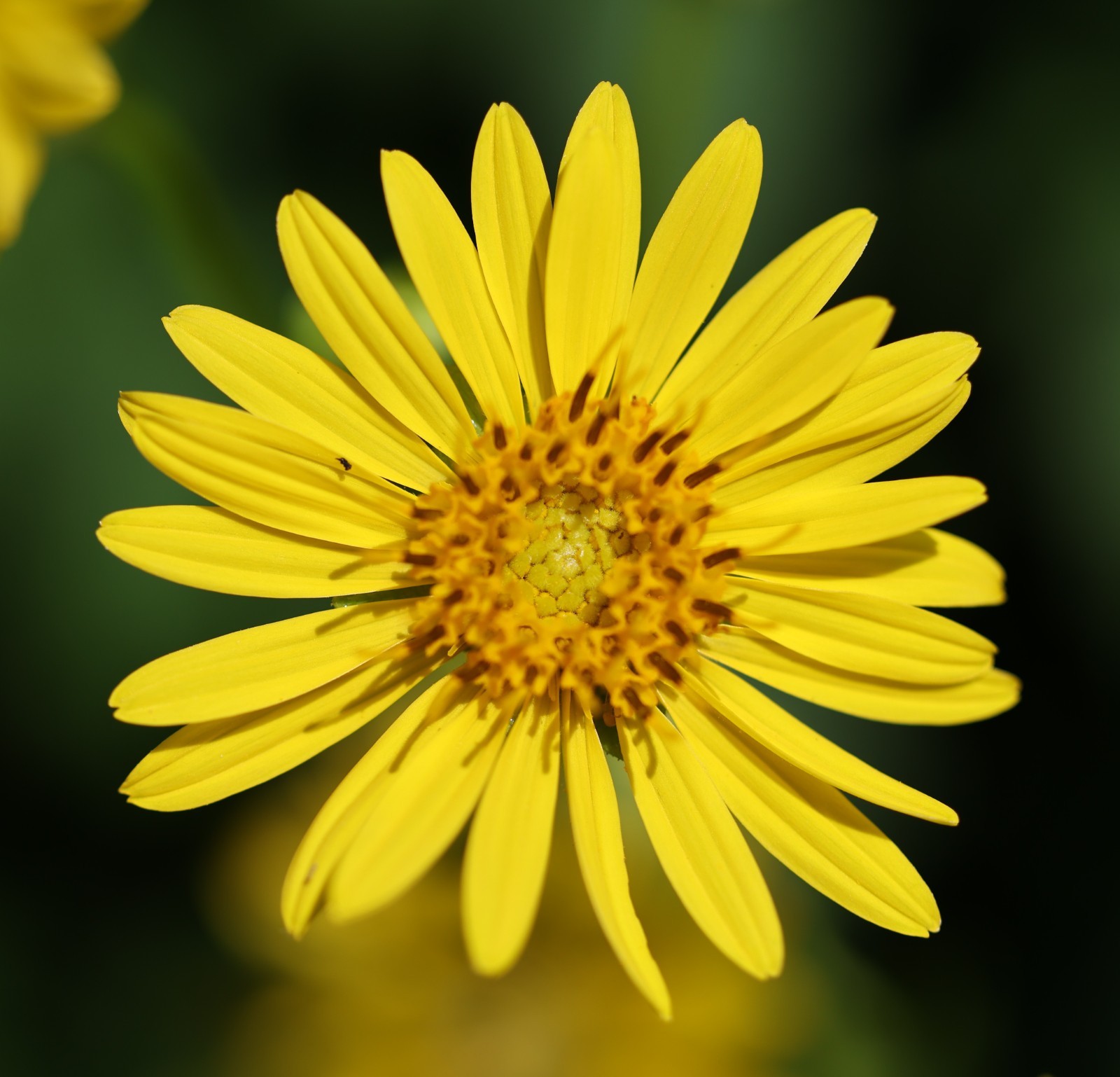 50 organic Cup Plant seeds * sunflower-like native perennial * Free S/H