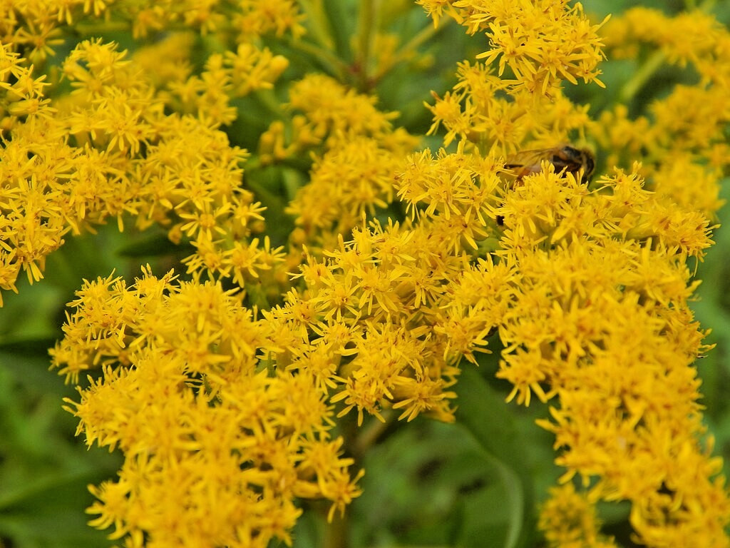 Canadian goldenrod 1000 seeds, solidago canadensis, large flowers, bulk seeds.