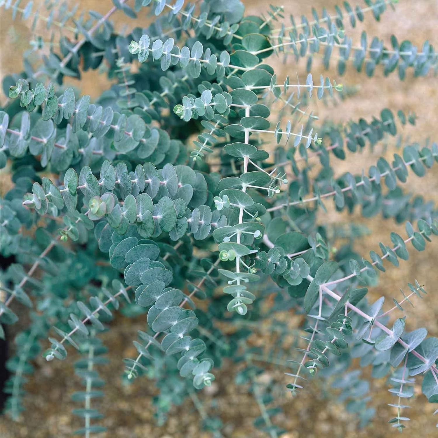 50 Pcs Aromatic Eucalyptus Tree Seeds – Heirloom Evergreen Plant, Quick Germinat