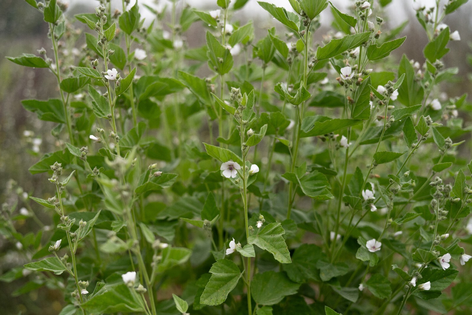 Marshmallow Seeds Althaea BULK SEED SIZES Certified Organic Non-GMO GROWN IN USA