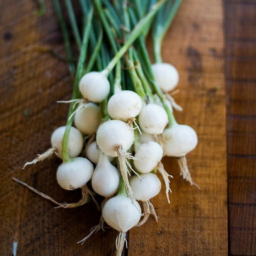 200 CRYSTAL WHITE WAX ONION SEEDS ~ heirloomseedguy ~ 2026 ~ NON-GMO