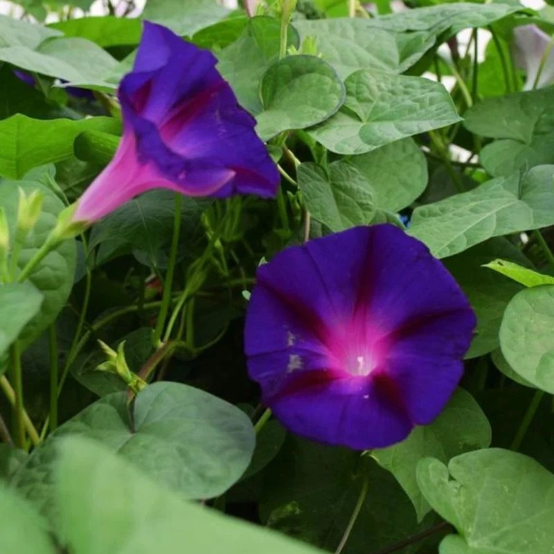 200+ Morning Glory — GRANDPA OTT —- Purple Climbing Vine