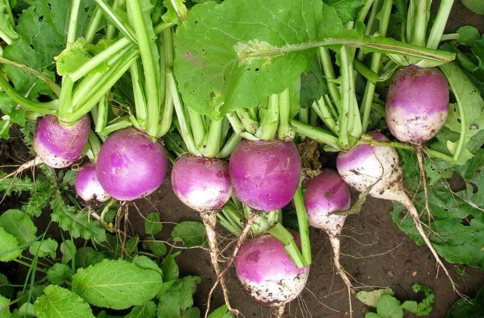 Purple Top White Globe Turnip Seeds, NON-GMO, Variety Size Packets, FREE SHIP