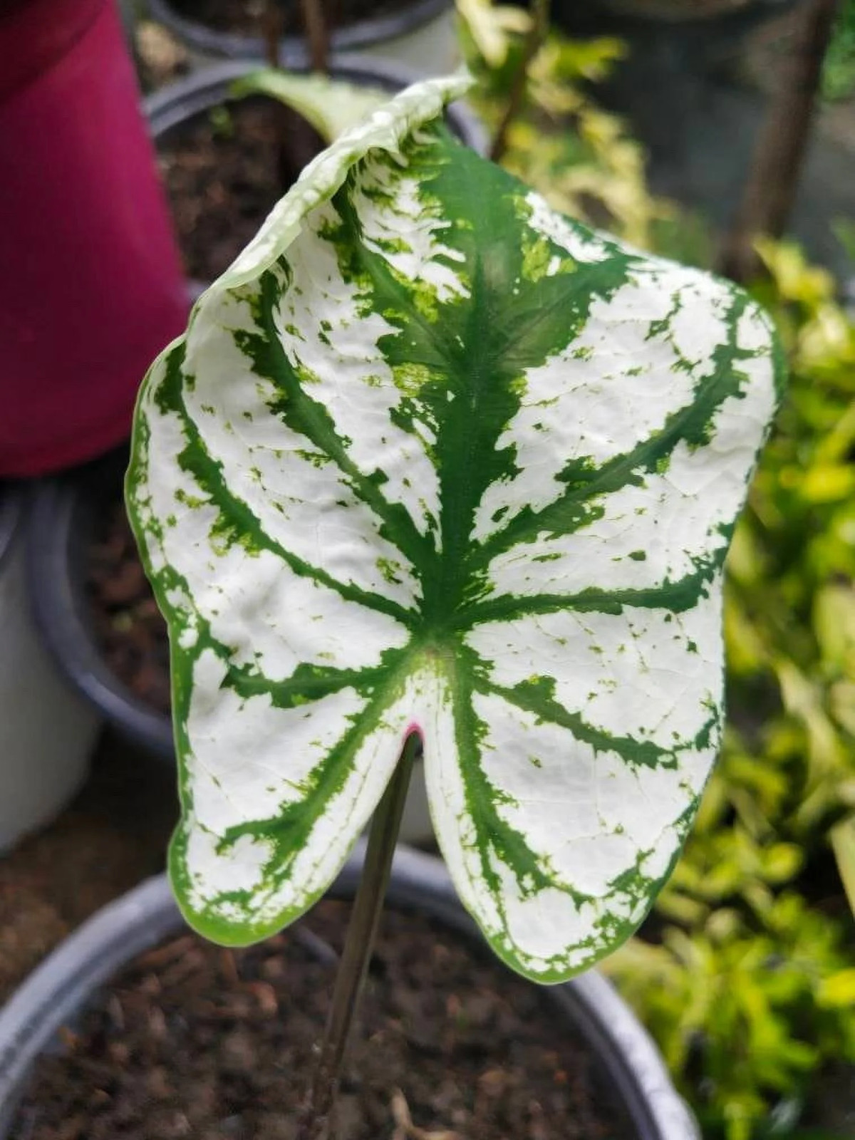 White Christmas Caladium (2 Bulbs)