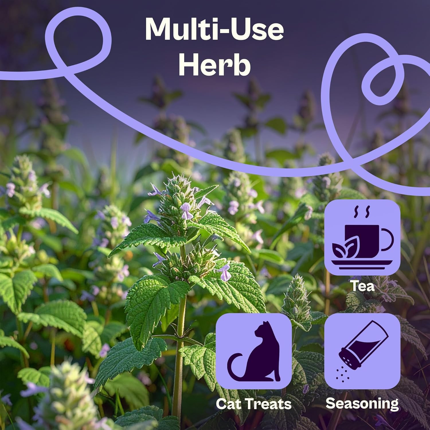 2500 Catnip Seeds (Nepeta Cataria) – Catmint, Best Catnip for Cats Seed Packets,