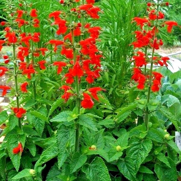 300+SCARLET SAGE Flower Seeds Wildflower Garden Container Drought Heat Cold Easy
