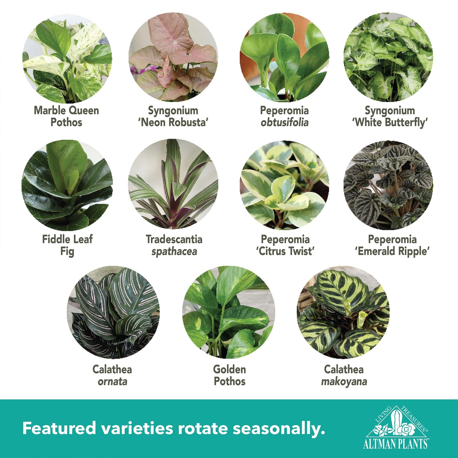 Deluxe Houseplants (3 Pack), Assorted Popular Live Indoor Plant Varieties, Ea…