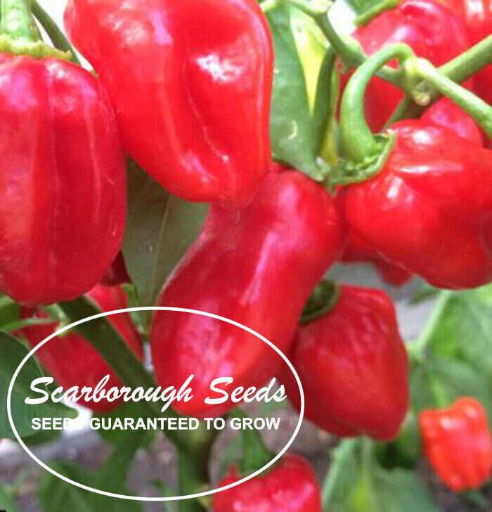 SCARBOROUGH SEEDS Habanero Caribbean Red Pepper 100 SEEDS-FREE SAME DAY SHIPPING