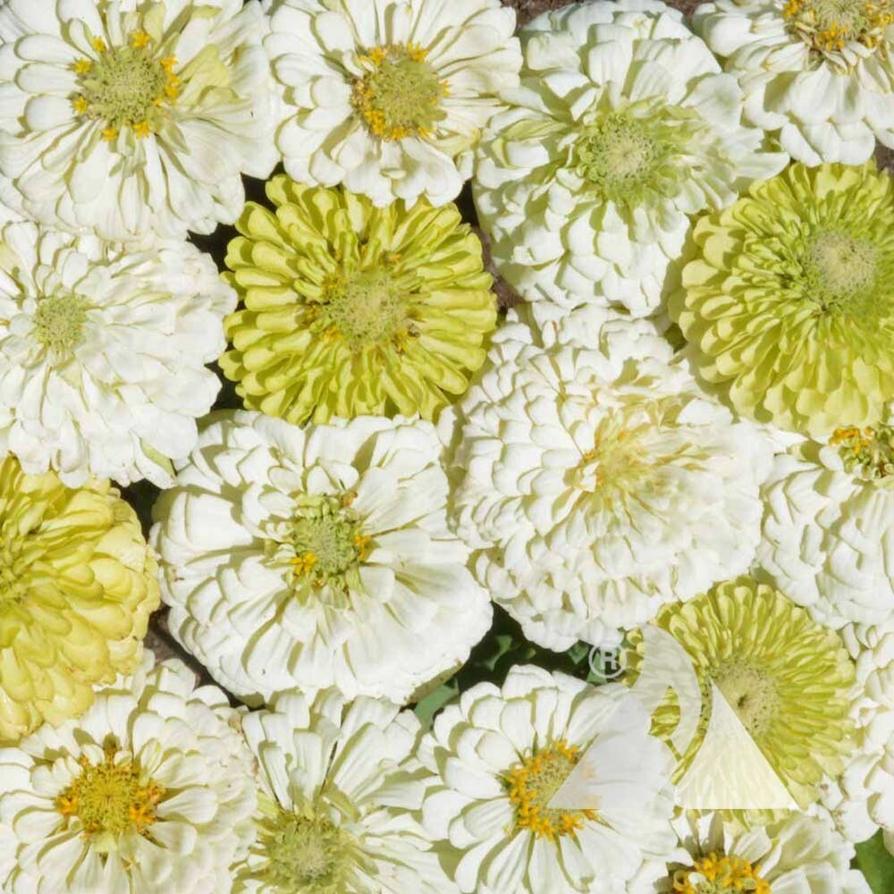 Zinnia Seeds TALL MIX LANDSCAPER’S Pack Bulk Heirloom elegans Non-GMO 500 Seeds!