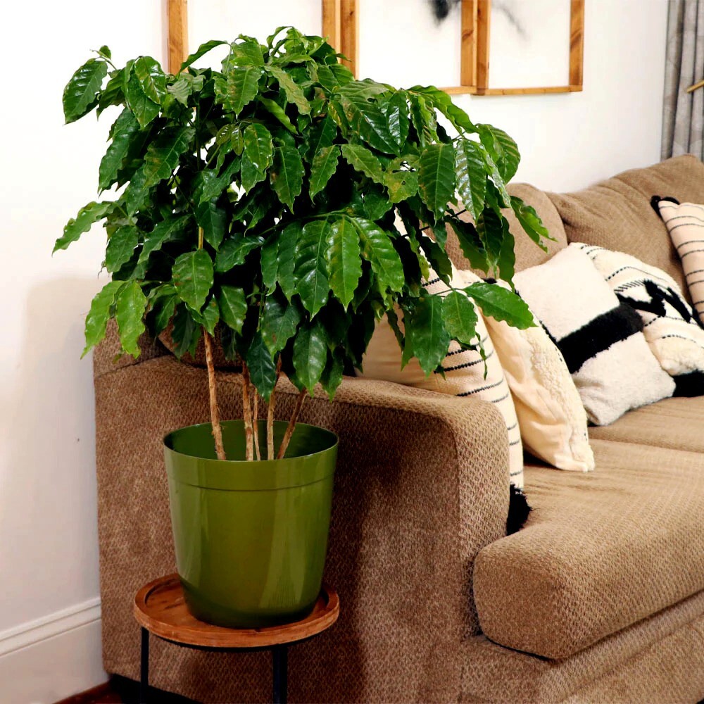 10 Coffea arabica Seeds Tropical EXOTIC Coffee Bean Indoor House Plant Tree RARE