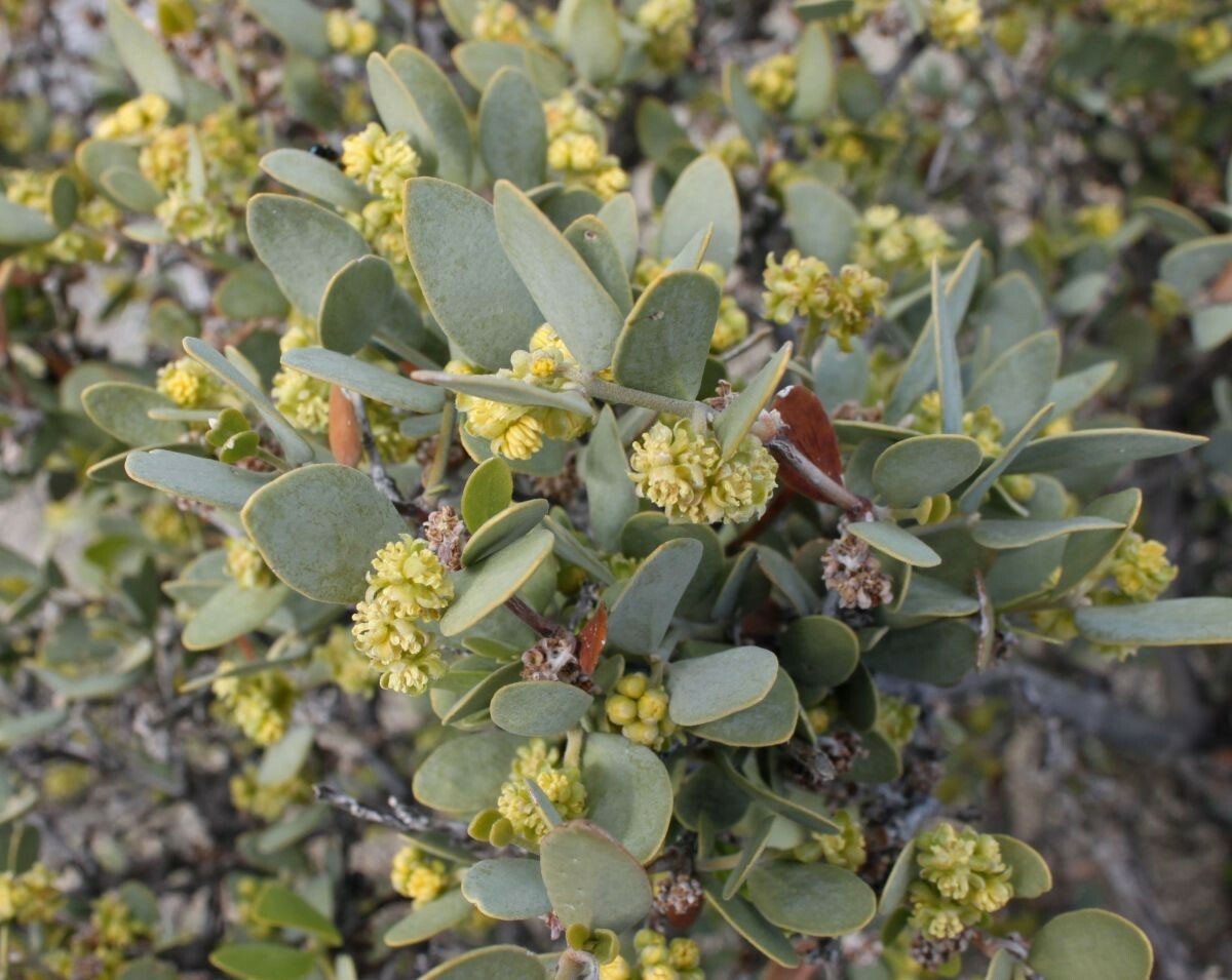 Simmondsia chinensis | Jojoba | Goat & Deer & Pig Nut | Wild Hazel | 5_Seeds