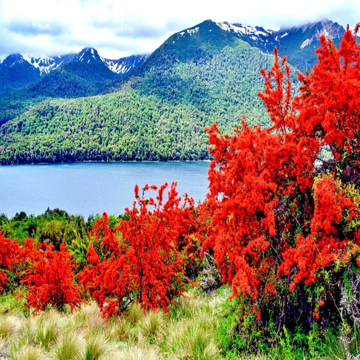 10 Chilean Firebush Tree Seeds Embothrium coccineum Flame Flower Plant RARE!