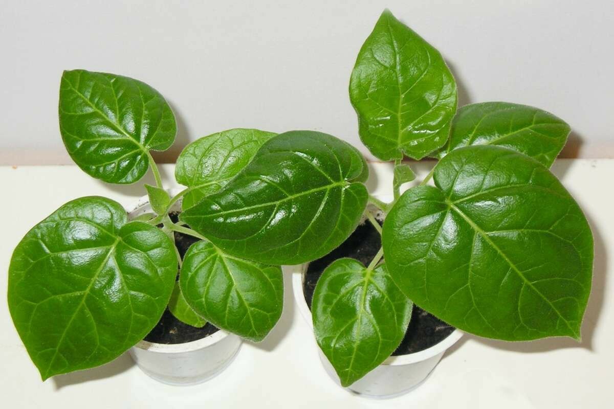 Red Tamarillo Seeds ~Solanum betaceum~ Easy to Grow ~Cyphomandra~ Tree Tomato