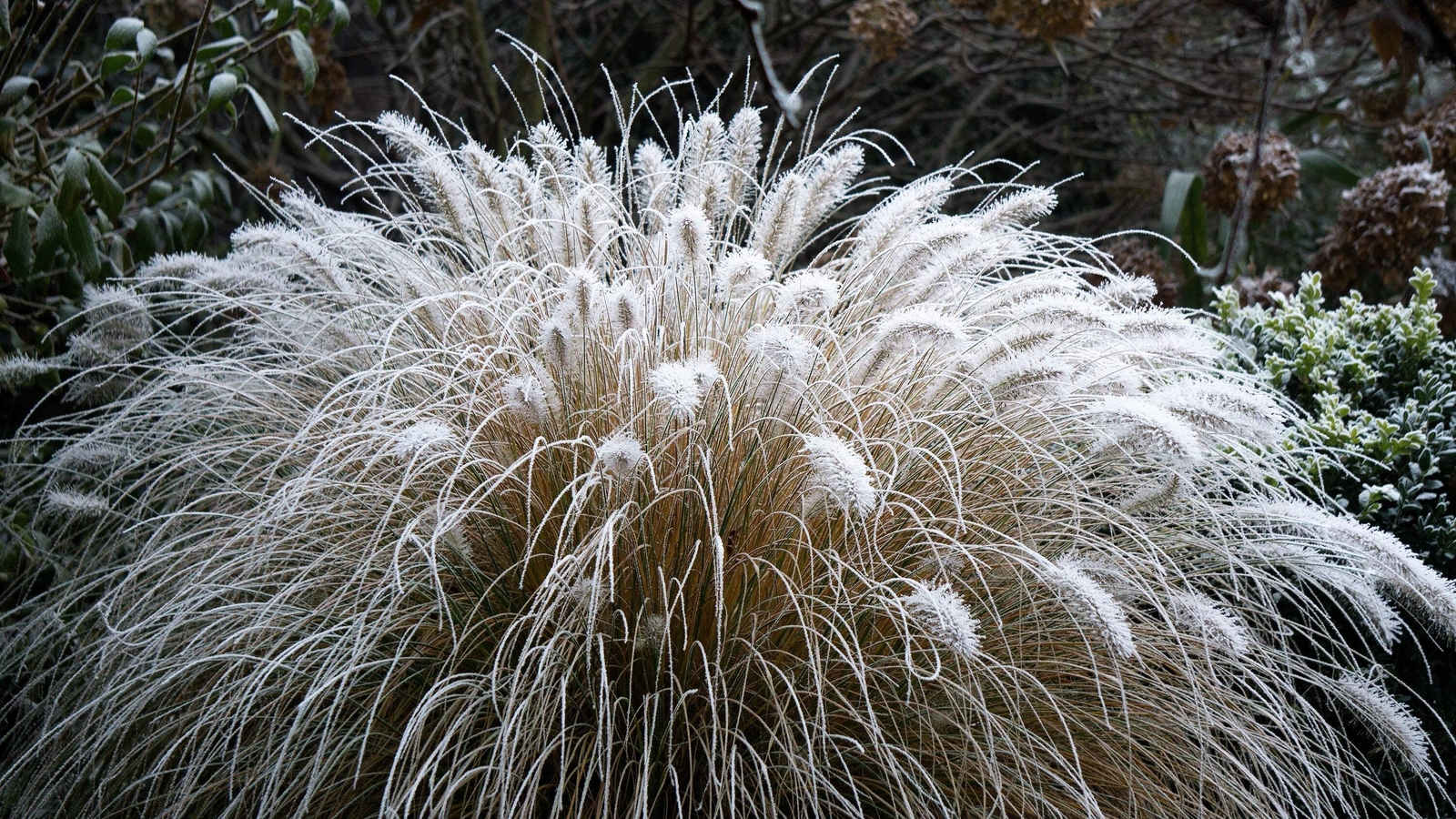 25 DWARF FOUNTAIN GRASS Pennisetum Alopecuroides Hardy White Plume Seeds