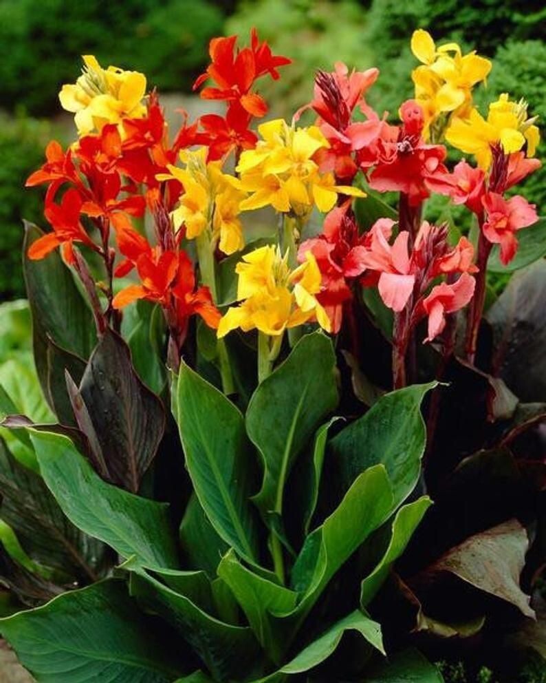 Canna Lily 3 Mixed Flower Plant Bulbs Easy Tall Pink Red Orange Yellow