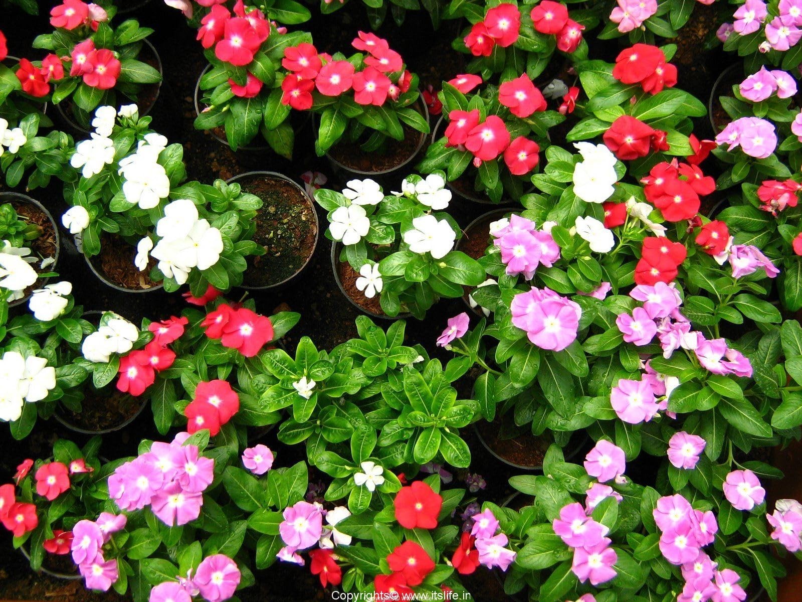 : Seeds Periwinkle Madagascar Mix/Vinca Rosea/Perennial Flowers