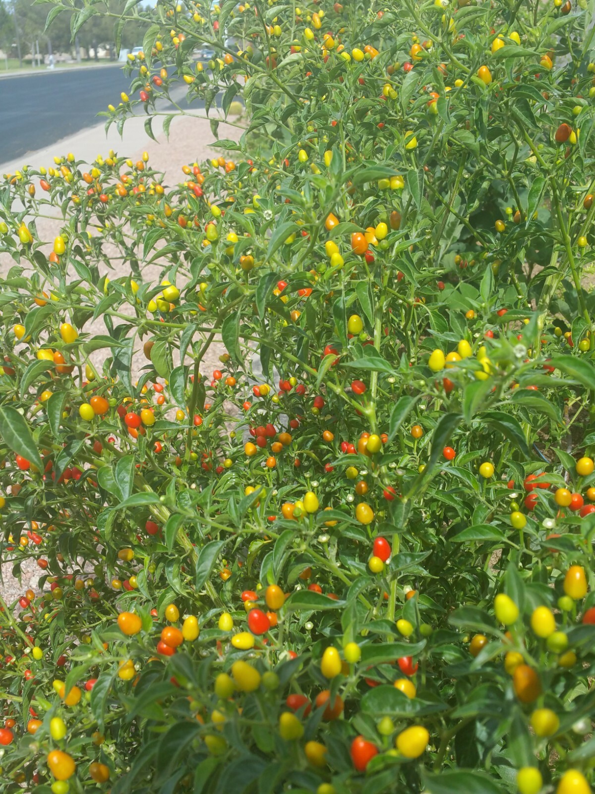 50+Seeds of Pequin Piquin chili similar to Chiltepin Tepin Pepper US Grower