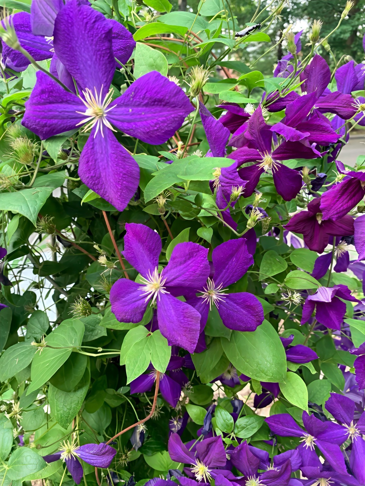 Purple Clematis viticella Seeds, Italian Leather Flower, Hardy – 4 Climber Vine