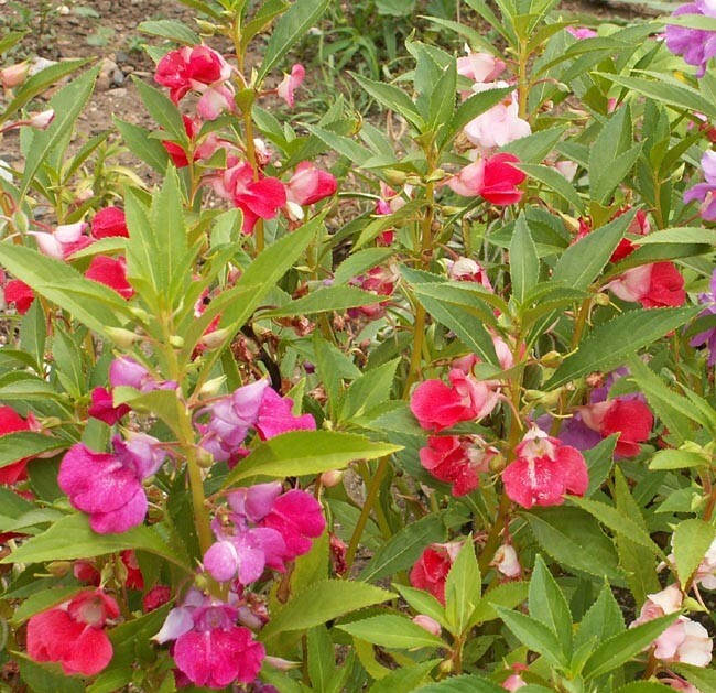 Balsam CAMELLIA FLOWERED Mix Impatiens Double Blooms PartShade Non-GMO 200 Seeds