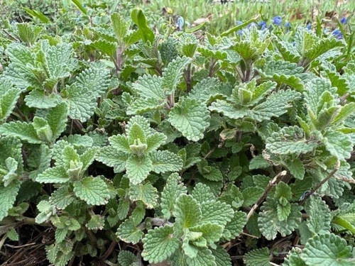 Catnip (Nepeta) non-GMO Heirloom seeds 150ct
