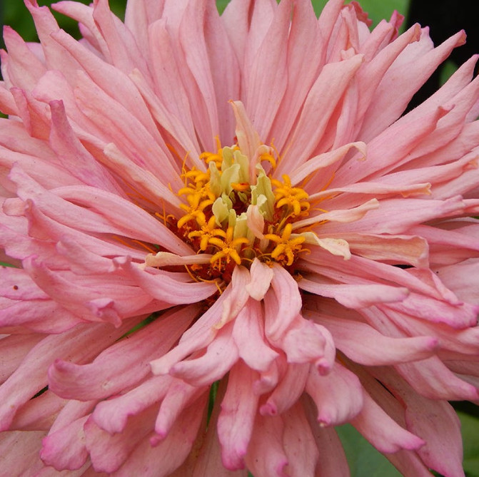 Zinnia CACTUS GIANT “ROSE” Easy Grow Pollinator Cut Flowers Non-GMO 100 Seeds