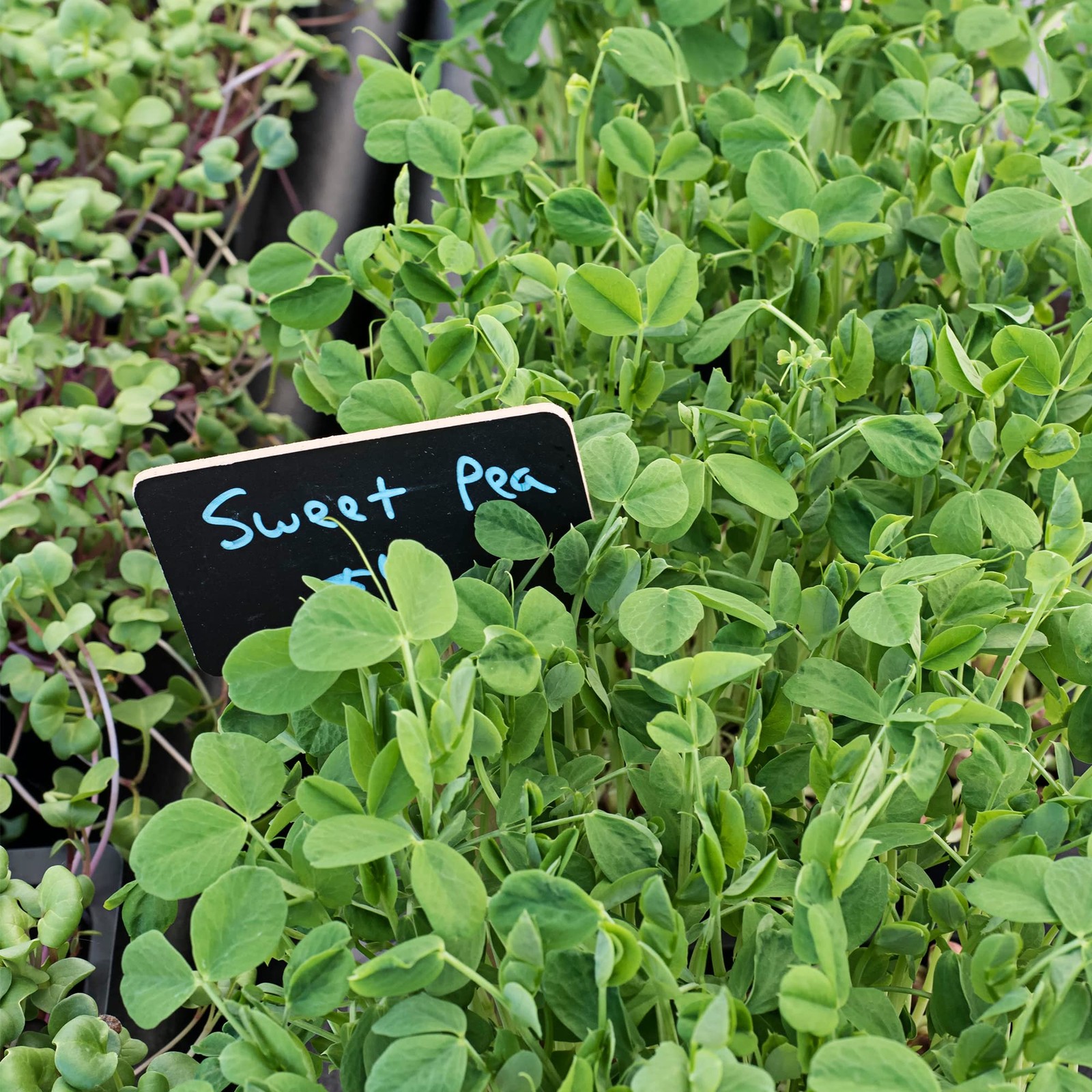 Sweet Green Pea Sprouting Seeds, 1 lb NonGMO, ChemicalFree, Ideal for