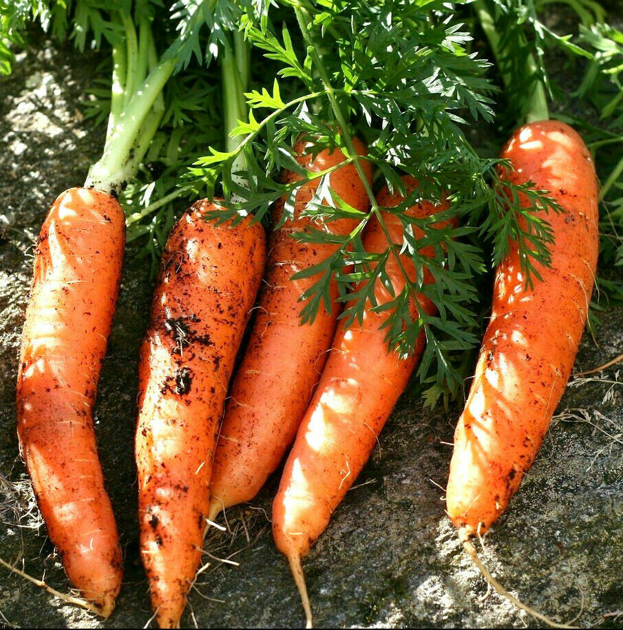 Scarlet Nantes Carrot Seeds |Heirloom Fall Garden Root Fresh Vegetable Seed 2023