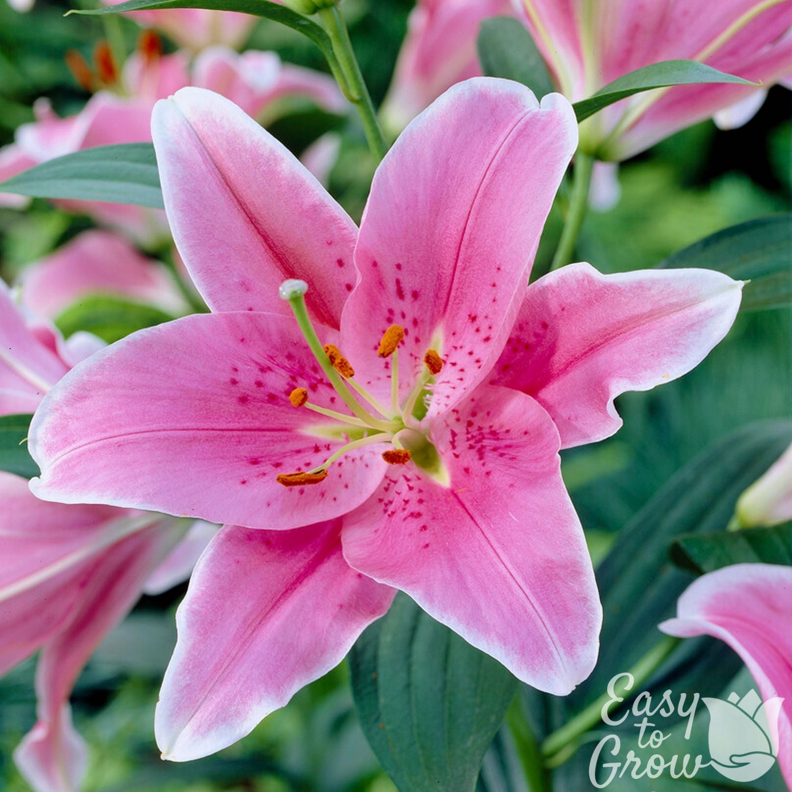 Lilium Oriental Lily Sorbonne 3 Flower Bulbs – Summer Pink Fragrant Blooms