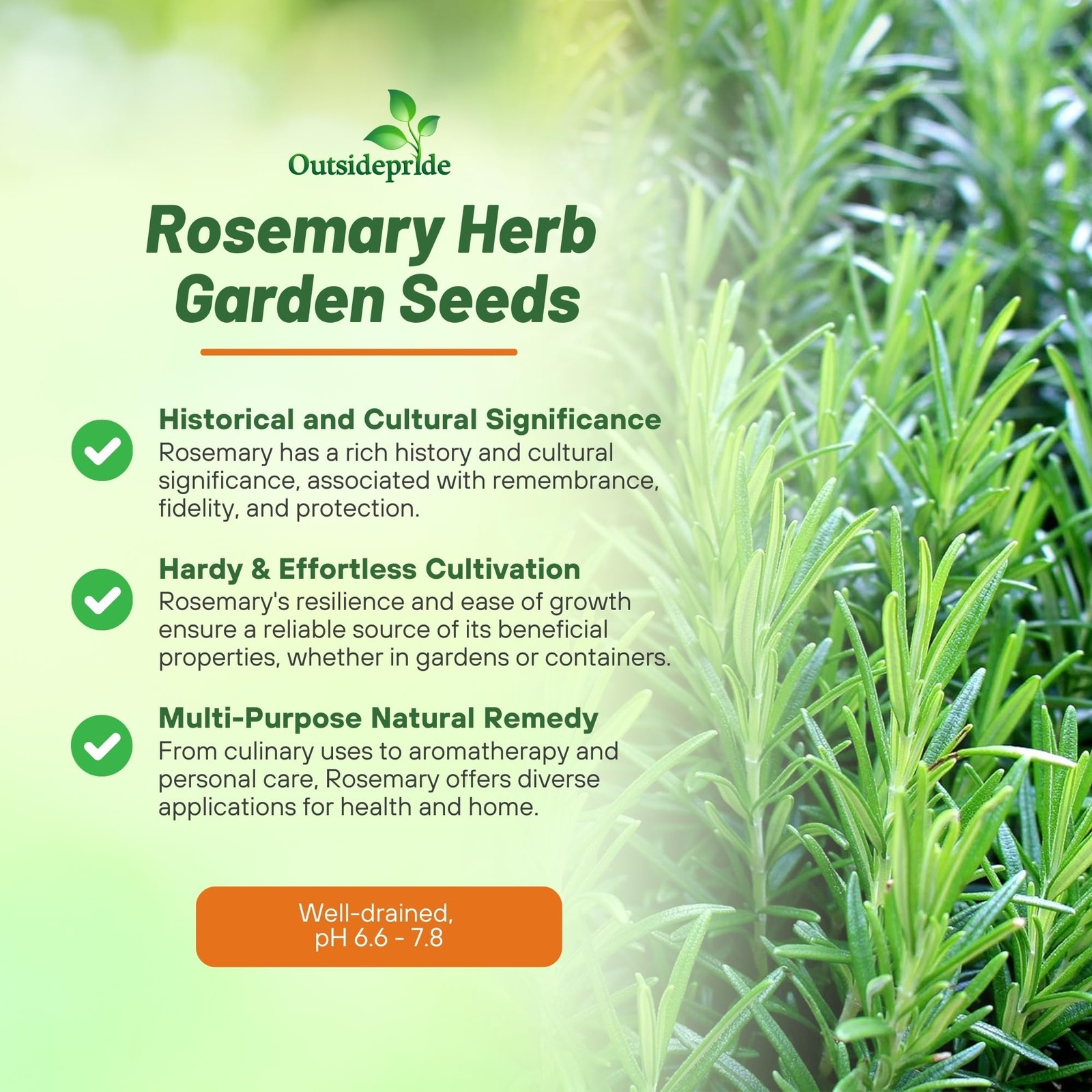1000 Seeds Rosemary Seed For Planting – Rosemarinus Officinalis Herb Garden