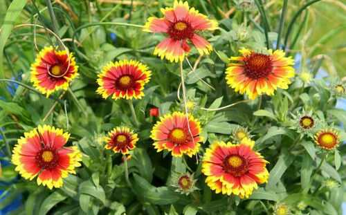 Princess  Mix {900+Seed} Young Gardener  multi color easy to grow 35+ variety