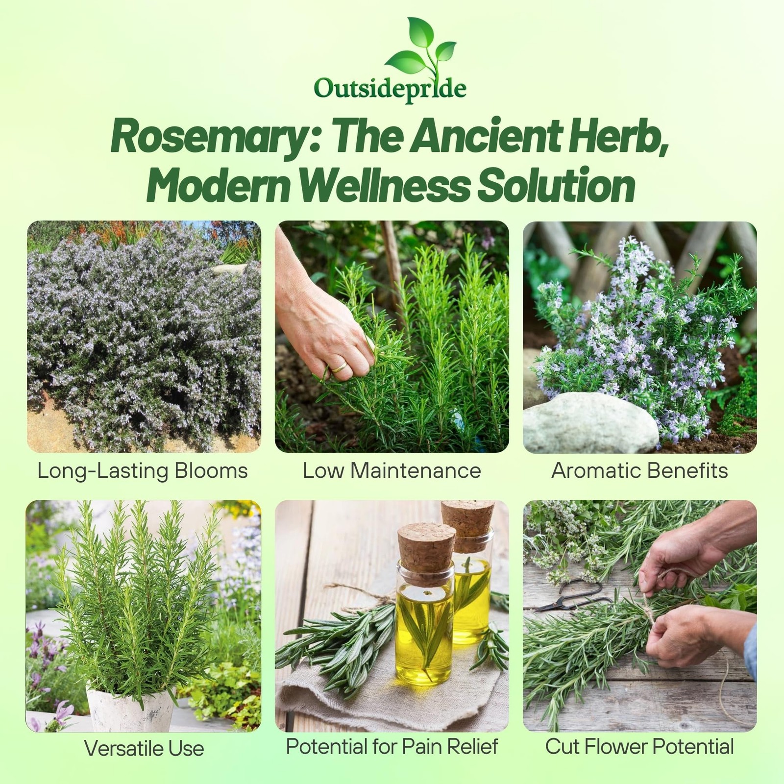 1000 Seeds Rosemary Seed For Planting – Rosemarinus Officinalis Herb Garden