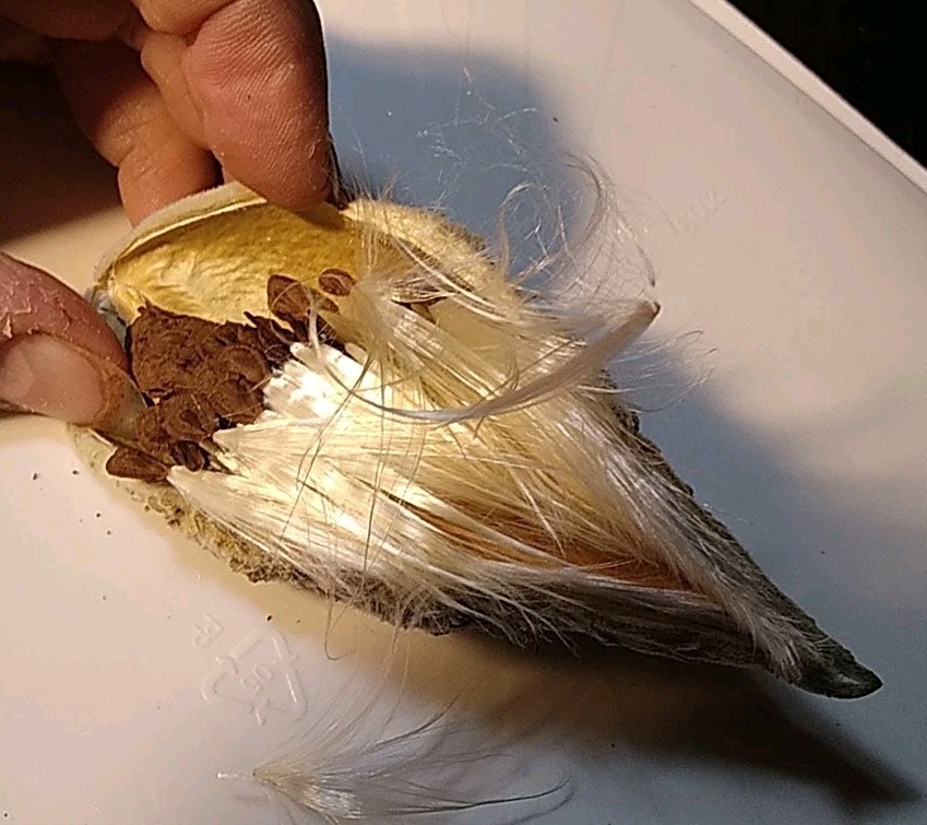 Milkweed Seeds Whole Pod Lots of seeds Heirloom garden spring summer homegrown