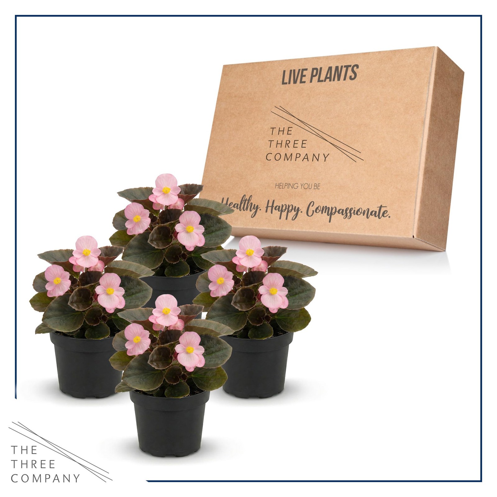 Dark Leaf Begonia Pink 4 Pack, 8″ Tall Annual Plant in 1 Pt Pot