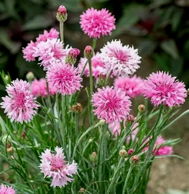 Tall Pink Centaurea Cornflower Seeds 100+ Seeds NON-GMO BUY 4 GET FREE SHIPPING