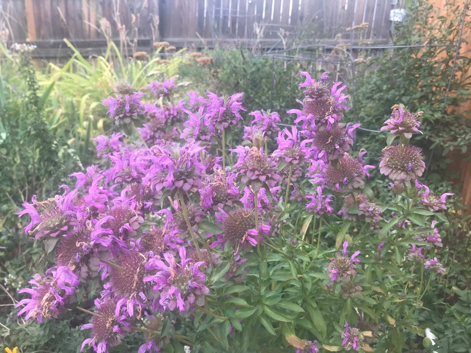 150 seeds Monarda Lambada Bee Balm purple annual Perennial +Gift
