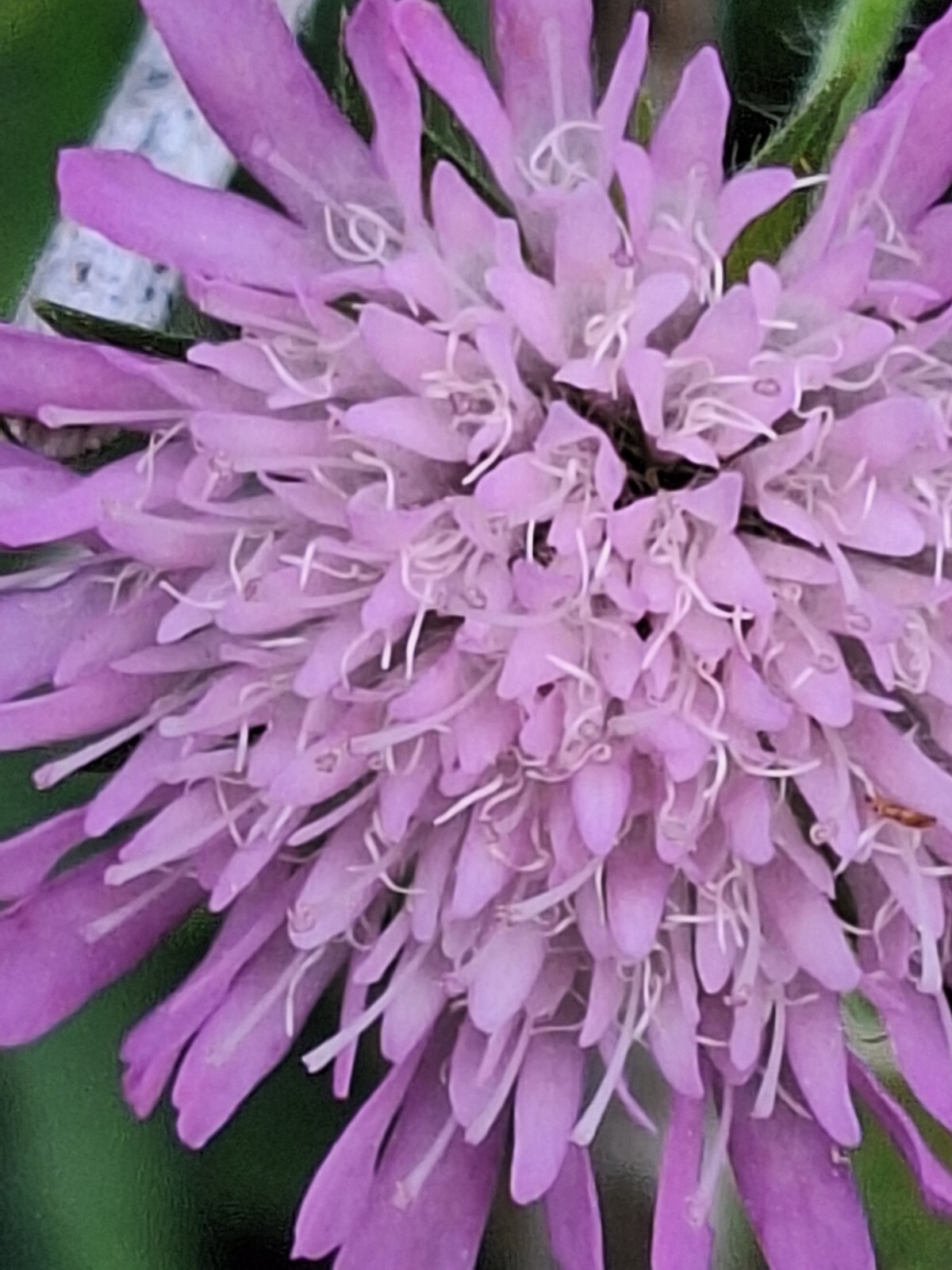 KNAUTIA, MIXED COLORS 100 SEEDS, RED, PINK, LAVENDER, PERENNIAL *EZ TO GROW*