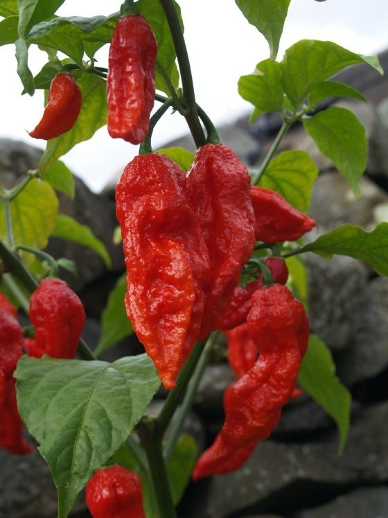 BHUT JOLOKIA * GHOST PEPPER * WORLDS HOTTEST * ONE MILLION SCOVILLE UNITS * HOT!