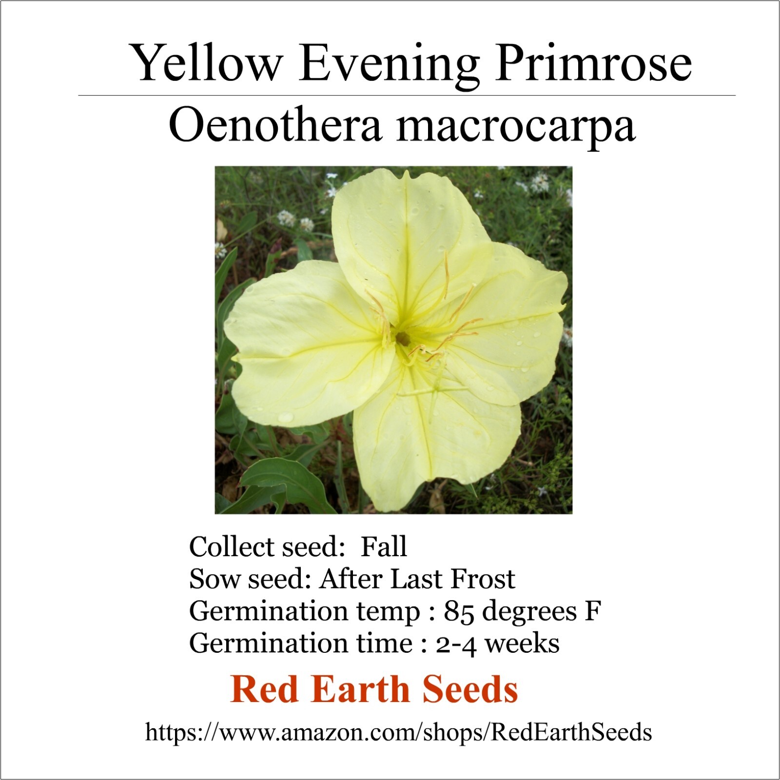 Large Evening Primrose – 20 seeds – Oenothera macrocarpa