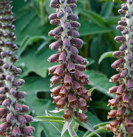 Digitalis parviflora | Foxglove | 20_Seeds