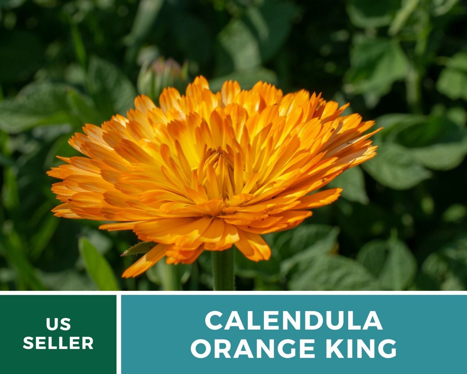 Calendula, Orange King – Heirloom Seeds – Medicinal & Pollinator Friendly Flower