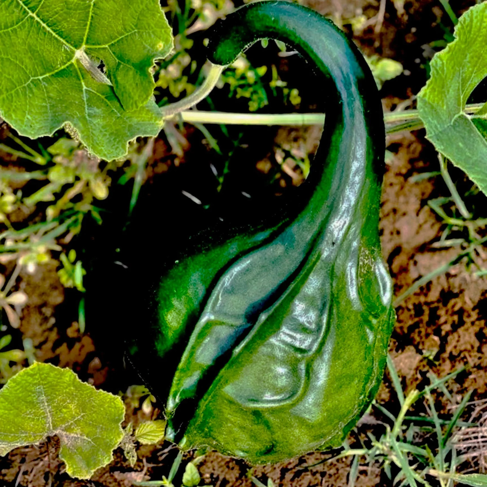 Caveman’s Club Gourd Seeds | Maranka Ornamental Birdhouse Bottle Craft Seed 2025